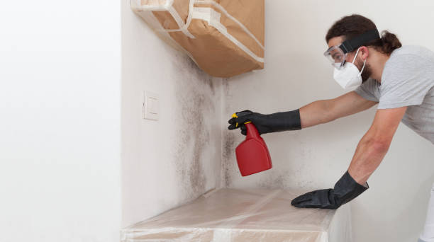 Professional Basement Mold Remediation technician working in Hurlock, MD