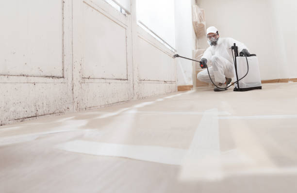 24/7 Emergency Basement Mold Remediation experts in Hurlock, MD