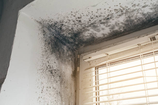 Affordable Basement Mold Remediation solutions in Hurlock, MD