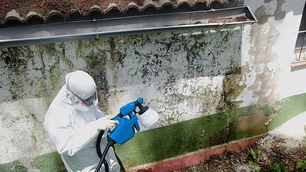 Top rated local Basement Mold Remediation specialists in Hurlock, MD